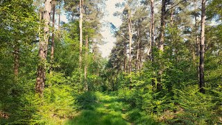 Woodland in the rain