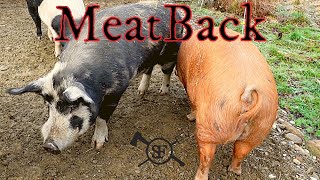 Breeding Boar and Sows Reunion