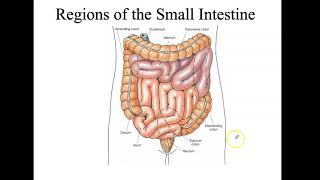 Bio4_Module 16_Ch24_Digestive part 4