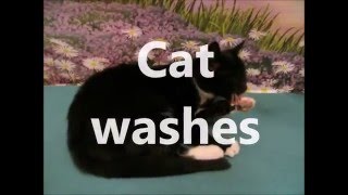 Cat washes. Кот умывается. Кот-чистюля