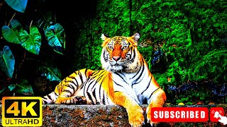 Discover the secrets of the tiger's world. #tiger #tigers #viralvideo #wildlife #animals #facts