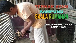 Modal 3 indukan ayam pedaging & 1 pacek ayam kampung, hasil cukup memuaskan