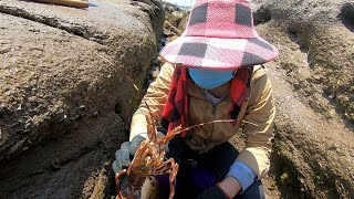 猪猪今天赶海发现一条长长的海峡沟，抽干里面竟藏有一只小青龙