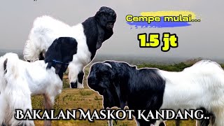 Kambing Kaligesing BREEDING bakalan calon pacek dan Indukkan produktif siap jual..! peranakan ettawa