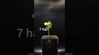 menanam benih kacang buncis #timelapse #kacang #kacangbuncis #beans