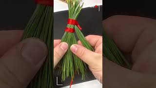 Use pine leaves to make a handmade broom. Let’s make a handmade handicraft with your children. Pare