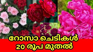 ചെടികളെല്ലാം കുറഞ്ഞവിലയിൽ || Cheapest Rose plant nursery in Kerala || #Rose #Roseplant #flowers