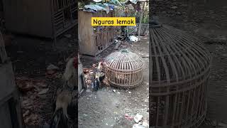 proses penurunan lemak pasca mabung #pecintaayam #ayamkampung #ayamjalu #ayambangkokindonesia