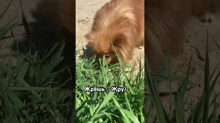 Очень вкусная травка #юмор #собака #шпиц #pets #funny