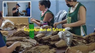 Esteli, Nicaragua uno de los principales proveedores de Tabaco para la exportación