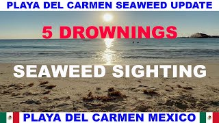 PLAYA  DEL CARMEN BEACH SEAWEED UPDATE - SEEING AN INCREASE IN SEAWEED - BE CAREFUL 5 DROWNINGS