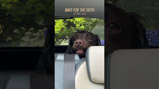 Teeeef 🐶🤎 #youtubeshorts #dog #doglover #shortvideo