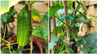 শশা গাছে কিভাবে পরিচর্যা করলে ফলন হবে দিগুন / How To Care For Cucumber Plants To Get High Yield