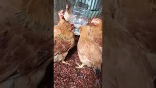 how to make chicken feeder and drinker || plastic bottle ideas