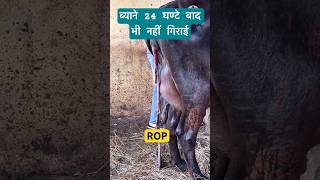 ROP Retaintation of Placenta  ||  गाय जेर नहीं गिरा रही क्या करे ?? #veterinary  Dr Suresh jangir