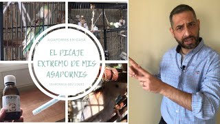 Mi experiencia con el Picaje Extremo de mis Agapornis