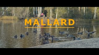 Mallard | Dance of a wild duck | BMPCC 4K short film