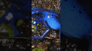 Meet The Colorful Poison Arrow Frog