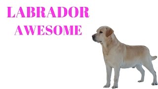 LABRADORS Are Awesome: LABRADORS Life Compilation