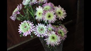 Gerbera Daisy (Advanced Technique) Paper Flower Making by Archana Joshi