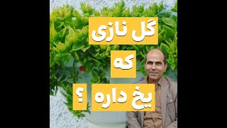 گل نازی که یخ داره.#بازار_گل #گل_آرایی #گل #گلفروشی #بازار_گل_سپاهان #گل_ناز