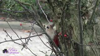 Bonte Specht ( Woodpecker )