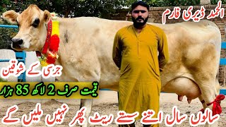 Al Hamd Dairy Farm ||Jersey Cows For Sale In Punjab Today ||Cholistani Cross Cows ||Shami Gondal