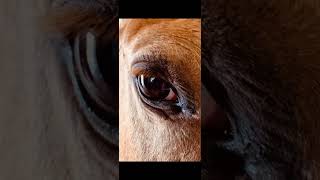 LOOK INTO MY EYE |  Duke’s eye is like gazing into a window to the soul 🥰 #Horse #spirituality