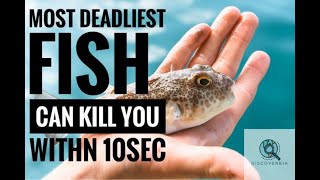 The Deadly and Delicious Japanese Pufferfish Fugu-can Kill you within 10 Seconds