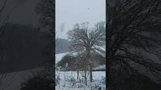 my happy place #garden #happy #snowfall #snow #winter #landscape #shorts #shortvideo #aesthetic