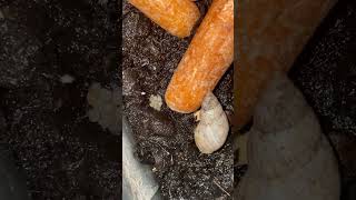 Snail eggs buried in soil