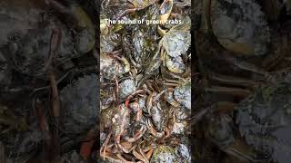 The sound of green crabs #ASMR