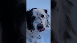 #shortvideo #ytshorts #video #youtube #dog