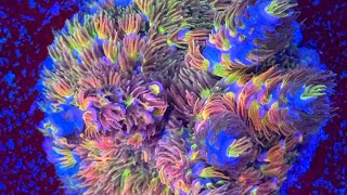 Make Money with Coral Farming: Beginner’s Guide to Growing and Selling Corals