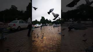 Pigeon attitude |#shorts #viral #pankajdhakarvlogs