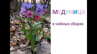 120. Чай из МЕДУНИЦЫ. МЕДУНИЦА - лечить дыханье материца)