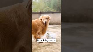 Golden Retriever Masters Household Chores