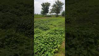 Edisi Liburan panen Ubi di kebun di Gresik Jawa Timur