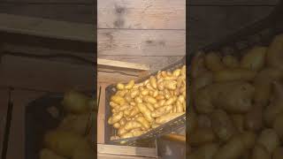 Raccolta #Patate #ratte di montagna