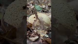 Kartoffeln im Wald?