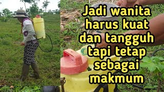 persiapan untuk bertani jagung.(penyemprotan gulma)