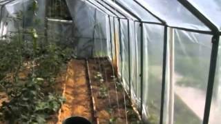 Мой огород- томаты в теплице 15.07/ tomatoes in a greenhouse