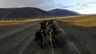 Svalbard, Longyearbyen, dog sledding /2