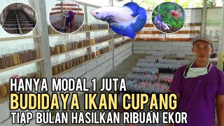 MODAL 1 JUTA SUKSES BUDIDAYA IKAN CUPANG || MENGUNTUNGKAN DAN TIAP BULAN HASILKAN RIBUAN EKOR