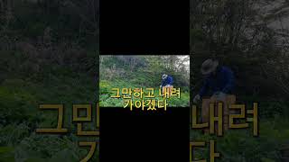 울릉도 명이나물채취