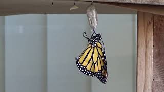 Monarch Birth Time-Lapse and Real Time