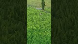 humain vs drone traitement vigne