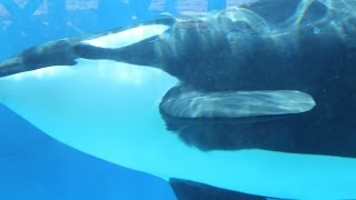 my girlfriend's reaction at SHAMU show PRICELESS! Sea World San Diego California HD