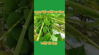 Papita ki Kheti, ice berry papaya #shorts #shortsfeed#viral #papaya #agriculture @GreenFarmChannel