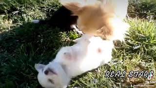 #shorts CUTE CHIHUAHUA PUPPIES - CUCCIOLI CHIHUAHUA CARINI